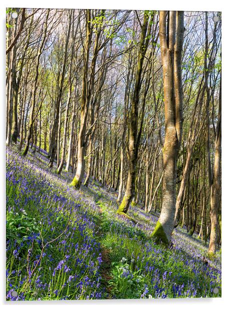 Bluebell Woods Acrylic by Helen Hotson