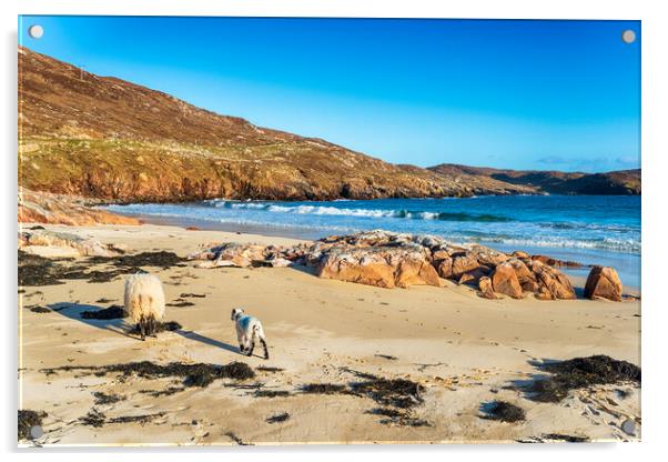 Sheep on the sandy beach at Hushinish Acrylic by Helen Hotson