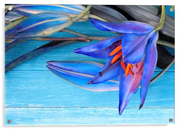Blue Lily Acrylic by Emma Manners