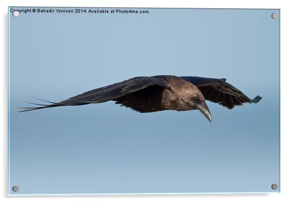 Gliding Crow Acrylic by Bahadir Yeniceri
