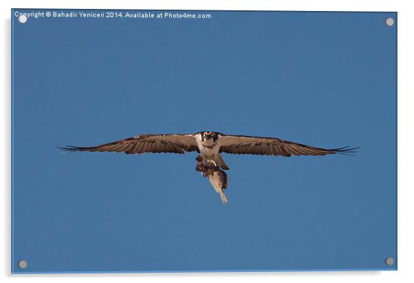 Osprey Acrylic by Bahadir Yeniceri