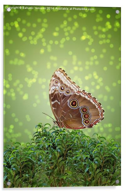 Brown Butterfly Acrylic by Bahadir Yeniceri
