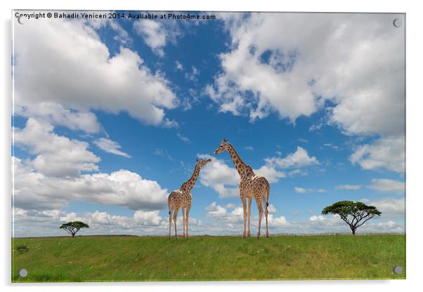 Giraffe Acrylic by Bahadir Yeniceri