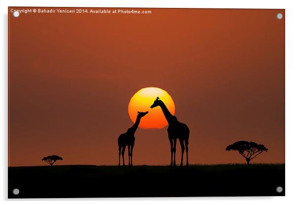  African Sunset Acrylic by Bahadir Yeniceri