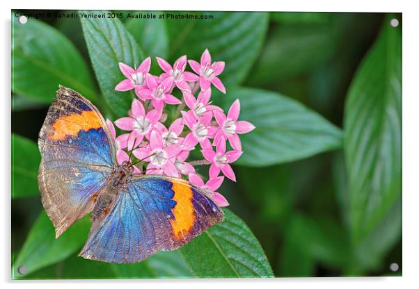  Orange Oakleaf Butterfly Acrylic by Bahadir Yeniceri