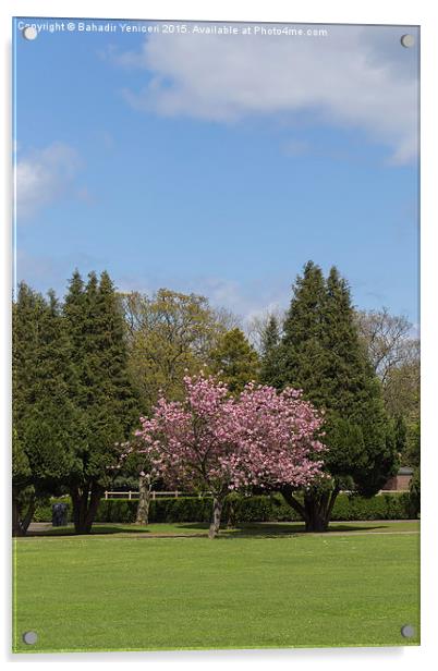 Accolade Cherry Tree Acrylic by Bahadir Yeniceri