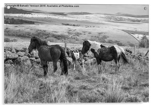 Wild Dartmoor Ponies Acrylic by Bahadir Yeniceri