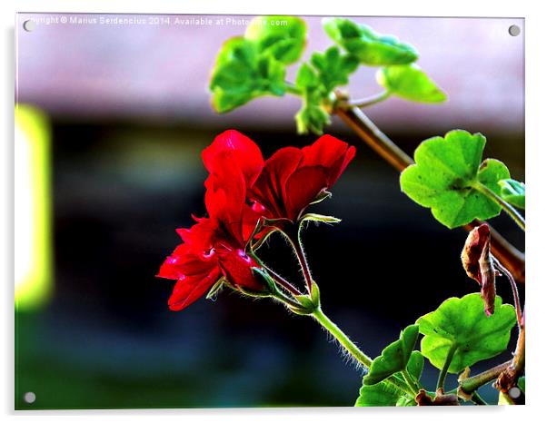 Red flower Acrylic by Marius Serdenciuc