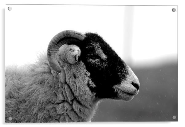 Sheep profile Acrylic by Kelvin Brownsword