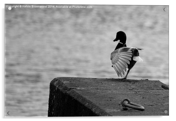 Duck Yoga Acrylic by Kelvin Brownsword