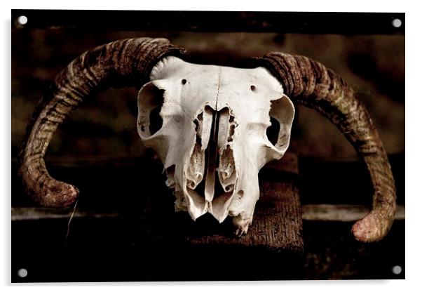Sheep Skull Acrylic by Kelvin Brownsword