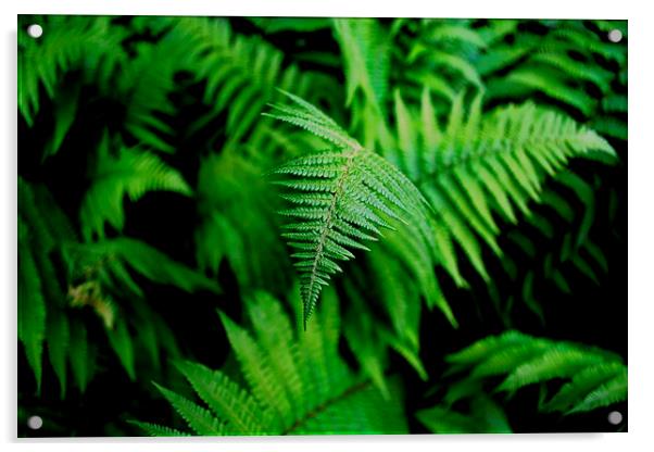 Green Fern Acrylic by Kelvin Brownsword