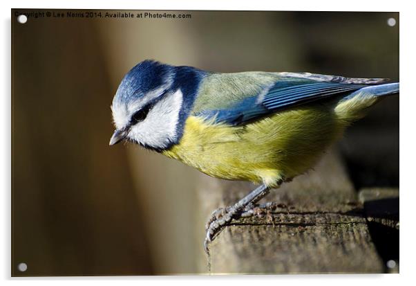 Blue Tit Acrylic by Lee Norris