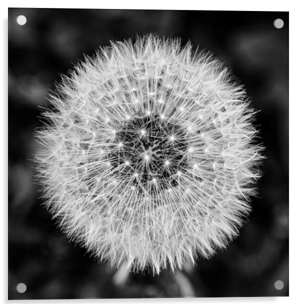 Dandelion Flower Seed Head Monochromatic Acrylic by Antony McAulay