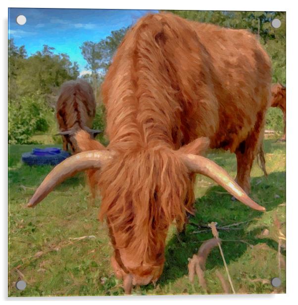 highland cow HDR Acrylic by Antony McAulay