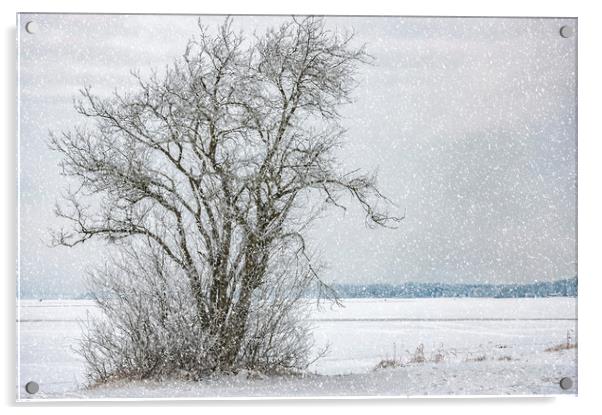 Lonely Tree in Winter Acrylic by Antony McAulay