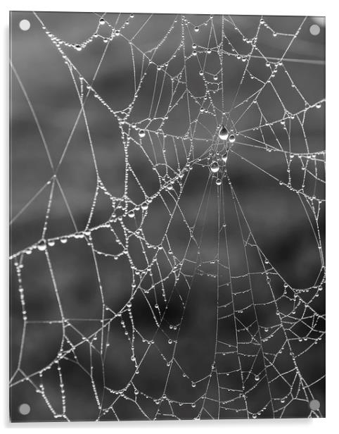 Foggy Morning Dew Spider Web Acrylic by Antony McAulay