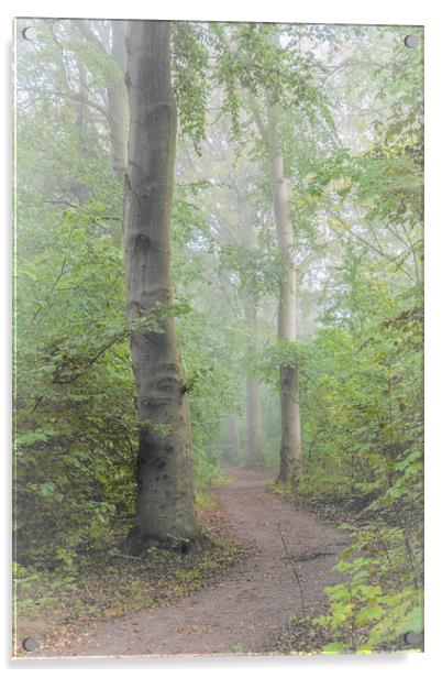 Foggy Morning Woods Acrylic by Antony McAulay