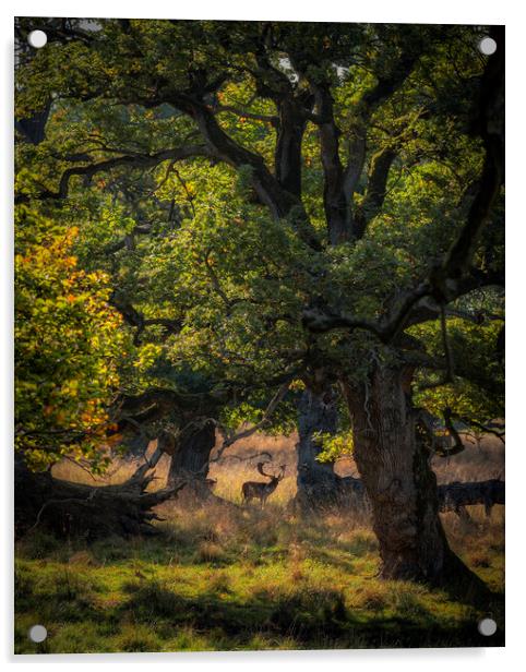 Dyrehaven Deer Park In The Trees Acrylic by Antony McAulay