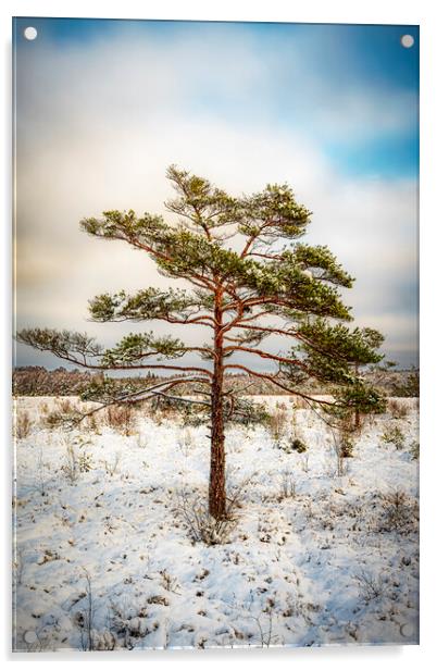 Lonely Tree in Winter Acrylic by Antony McAulay