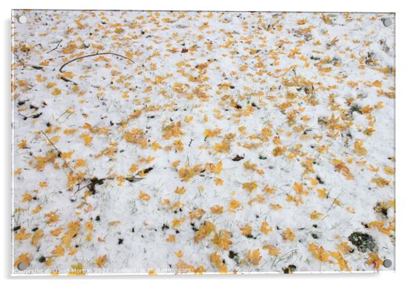 Autumn Leaves on Snow Acrylic by David Morton