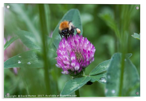 Bee on Clover Acrylic by David Morton
