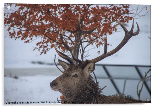 Stag at Loch Ossian Youth Hostel in Winter Acrylic by David Morton