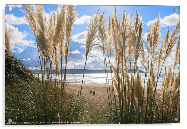 Grasses on Woolacombe Beach Acrylic by David Morton