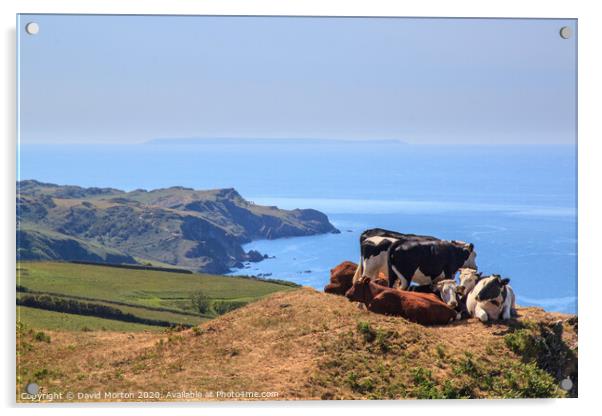 Cows on South West Coastal Path near Lee Acrylic by David Morton