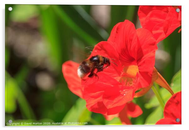 Bee Pollinating a Poppy Acrylic by David Morton