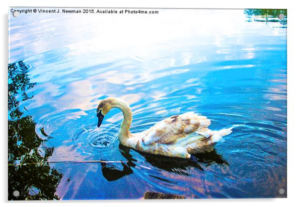 Thirsty Cygnet Acrylic by Vincent J. Newman