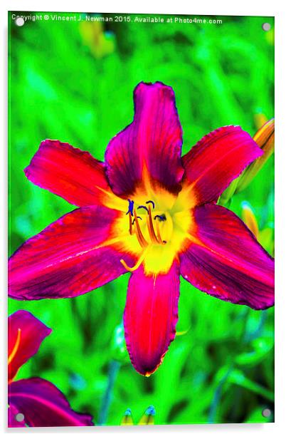  Scarlet Daylily  Acrylic by Vincent J. Newman