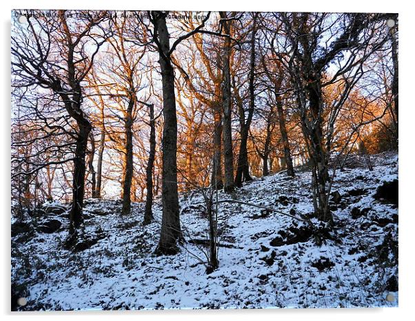 North Devon Woods Acrylic by James Thomas