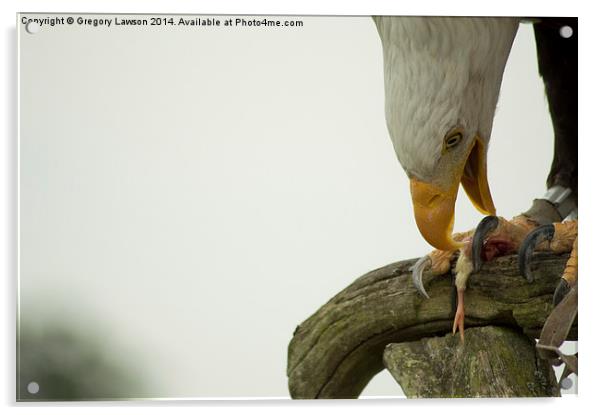 Bald Eagle Feeding Acrylic by Gregory Lawson