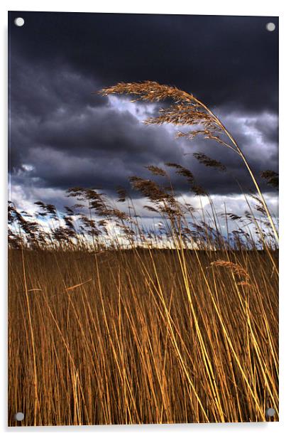 1 Reed in the Wind Acrylic by Steve Hardiman
