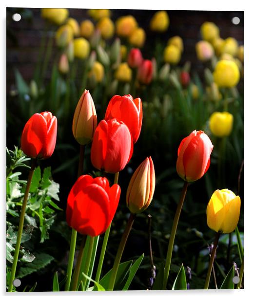 Spring Tulips Acrylic by Steve Hardiman