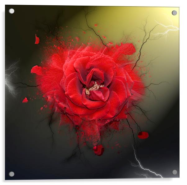Electric Rose Acrylic by Steve Hardiman