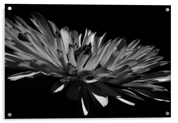 Aster in Black and White Acrylic by Steve Hardiman