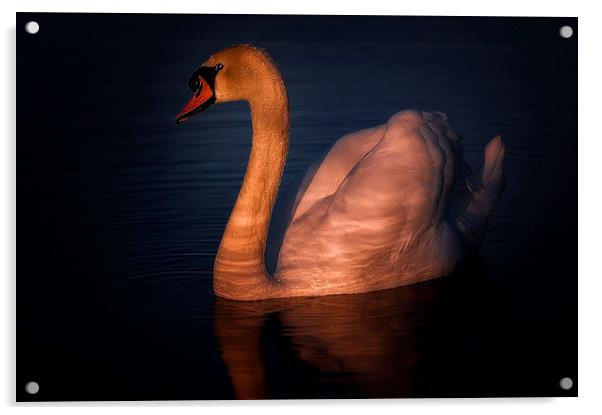 Swan Acrylic by Mike Janik