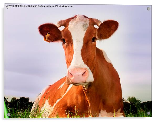 Happy Cow Acrylic by Mike Janik