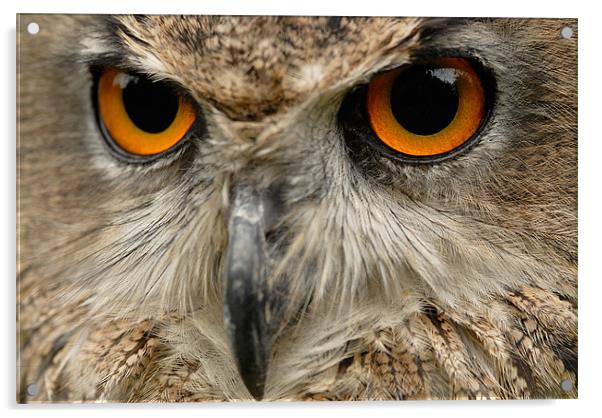 Eagle Owl Acrylic by Mark Robson
