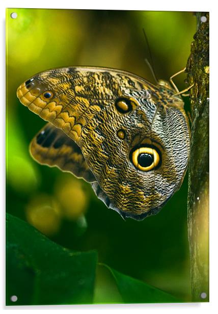 Owl Butterfly Acrylic by Mark Robson