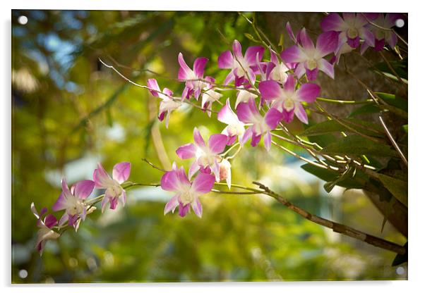 Purple and white Orchid Acrylic by richard pereira