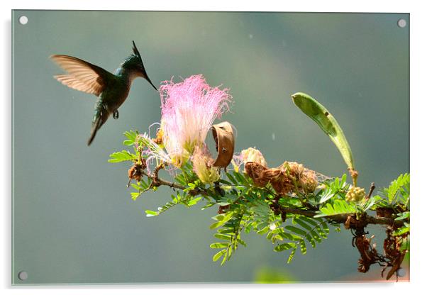 Caribbean Hummingbird Acrylic by mike hudson