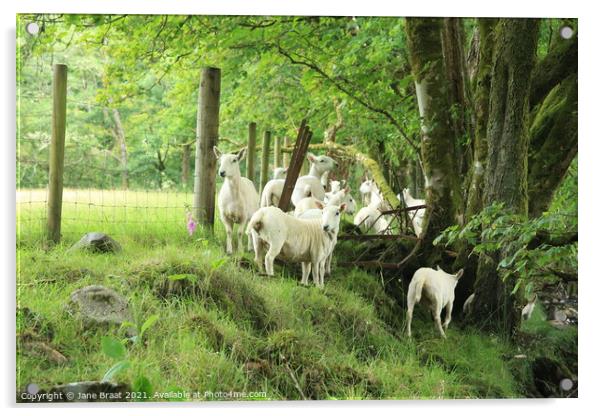 Sheep Gathering Acrylic by Jane Braat