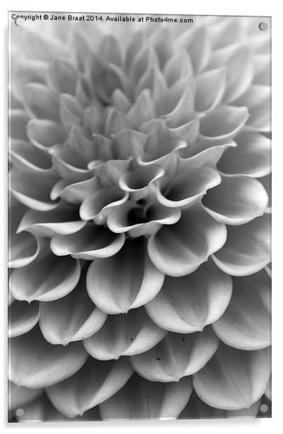 Monochrome Dahlia Acrylic by Jane Braat