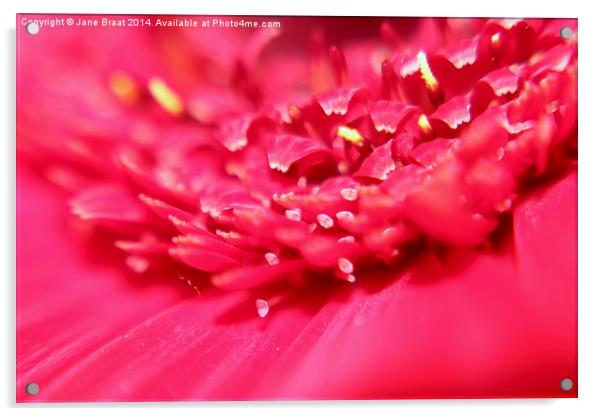 Pink Germini Daisy Acrylic by Jane Braat
