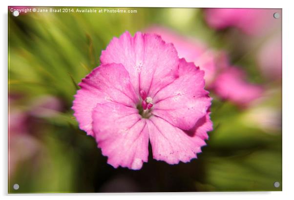Delicate Pink Sweet William Blossom Acrylic by Jane Braat