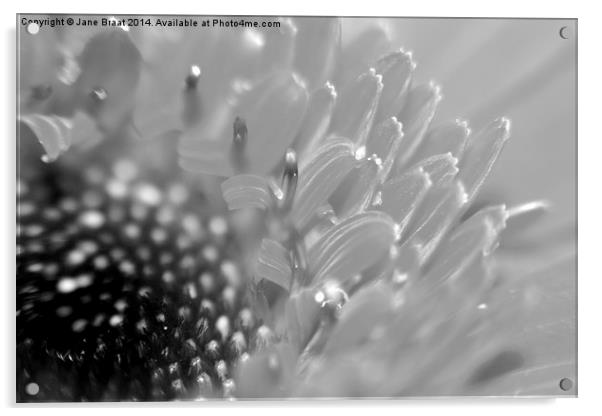 Dazzling Monochrome Blossom Acrylic by Jane Braat