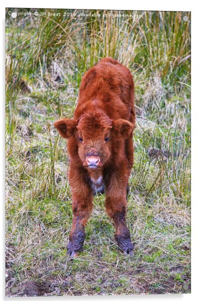 Captivating Highland Calf Acrylic by Jane Braat